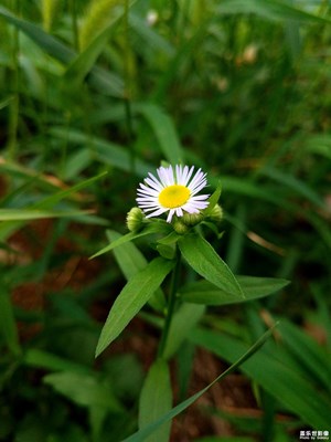 秋日的野花