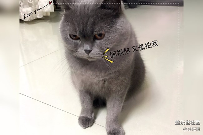【家有萌宠】我家的咪咪真可爱