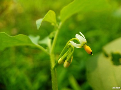 模糊的小花