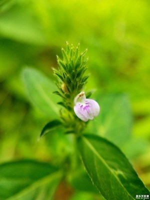 近距的小花花