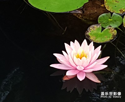 出污泥而不染