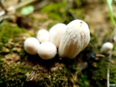 菌