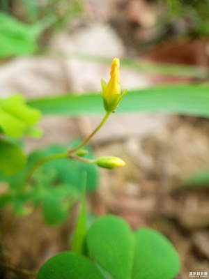 不知名的野花