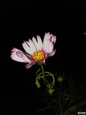 夜幕中的花儿