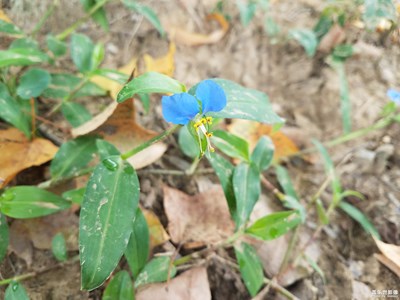 野外的蓝蝴蝶
