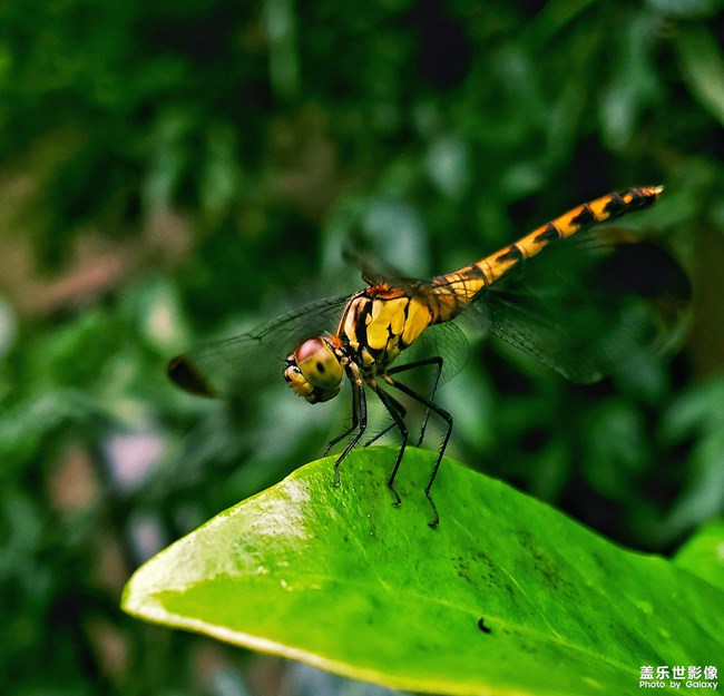 【每周星鲜事04】三星Galaxy Note10系列正式首销 【每周星鲜事04】三星Galaxy Note10系列正式首销