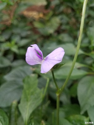 菜花也美丽