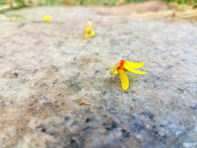 落花