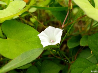 洁白的牵牛花