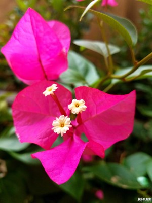 叶？花？