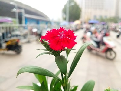 城市绿化盆栽