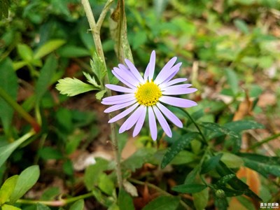 一朵独放的马兰花