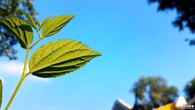 【光影的魅力】+叶