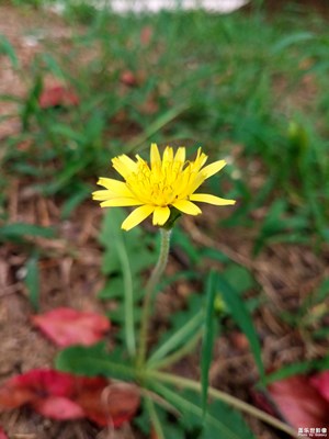 小小蒲公英