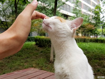 随拍，吸猫一时爽，一直吸一直爽
