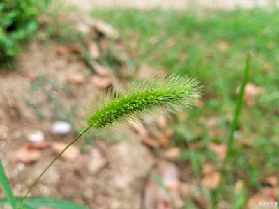 狗尾草