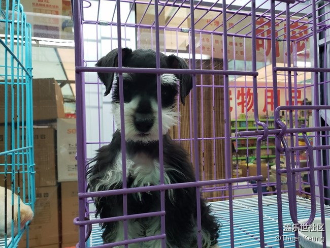 宠物市场一日游