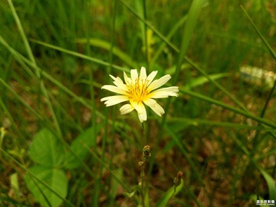 苦荬菜