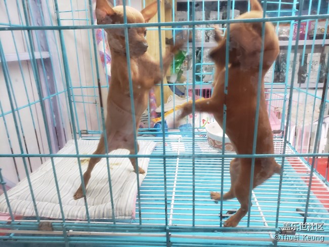 宠物市场一日游