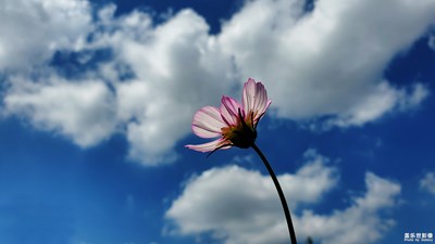 秋的花
