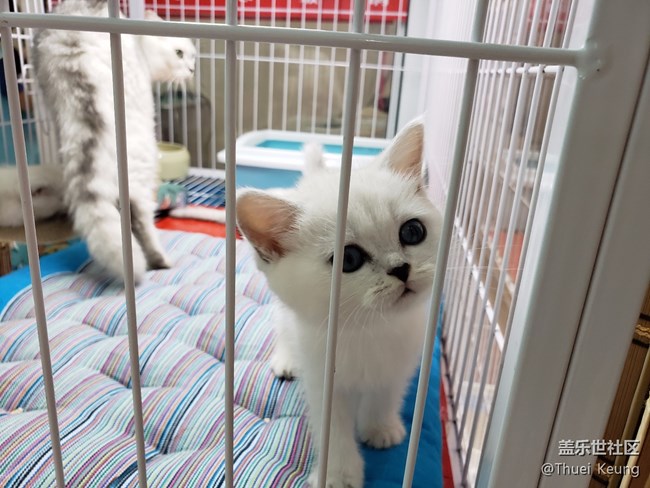 宠物市场一日游