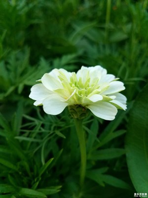 【团圆节】+赏花
