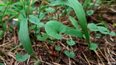 我是一棵无人知道的小草