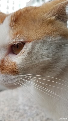 阿黄