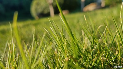 我走过青草地