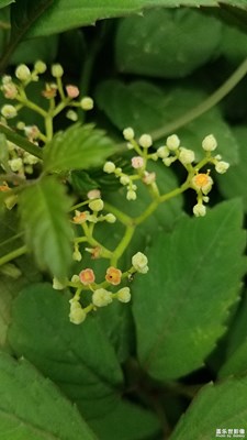 乌蔹莓