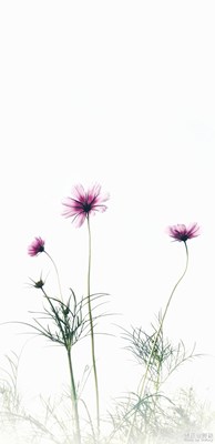 九月花语