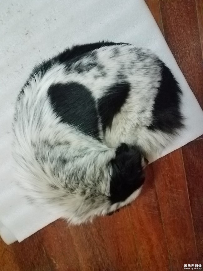 身藏爱心的土豆