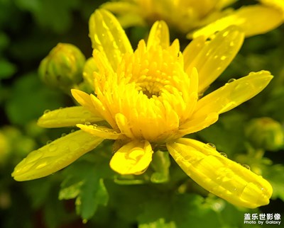 已开奖【盖乐世影像周赛第109期】——欢度十一
