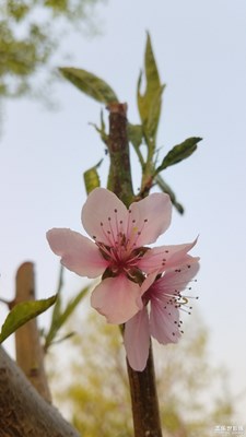 园林一游