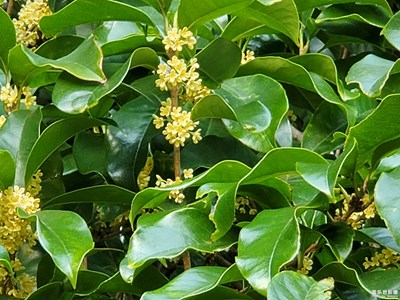 中秋时节的桂花