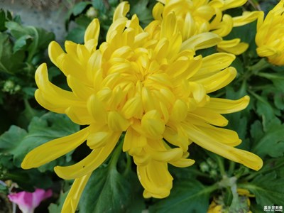 菊