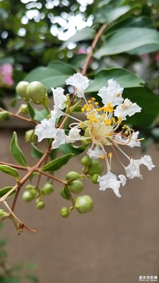各色紫薇