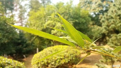 竹叶