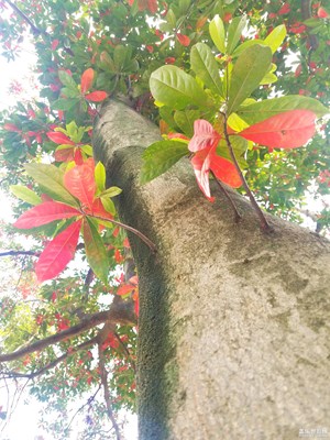 杜英