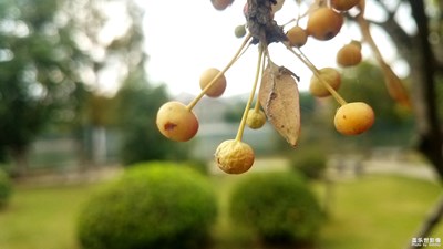 【欢度十一】+琥珀潭边的海棠