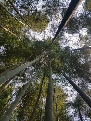 【欢度十一】+大蜀山竹林