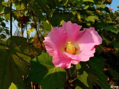 【欢度十一】+公园的芙蓉