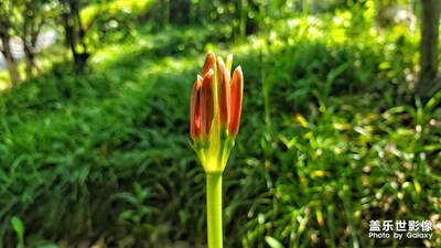 初开的石蒜