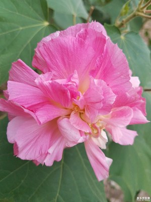 暮色中的芙蓉