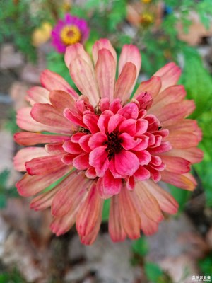 百日菊