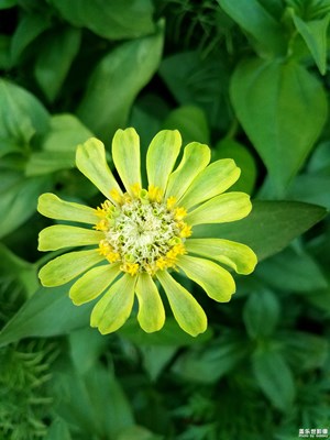 美丽的百日菊