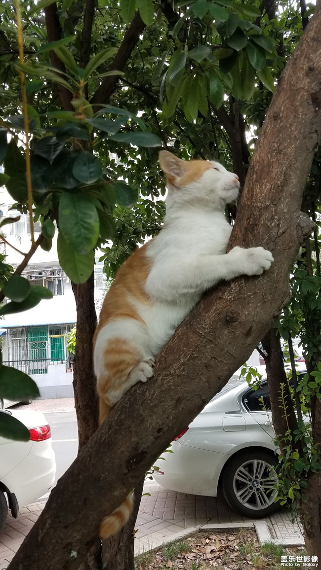爬树的小黄