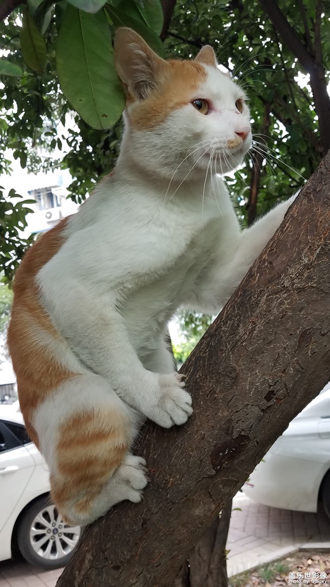 爬树的小黄