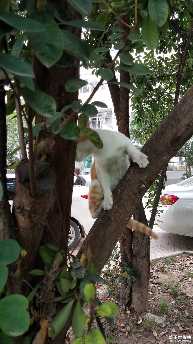 爬树的小黄