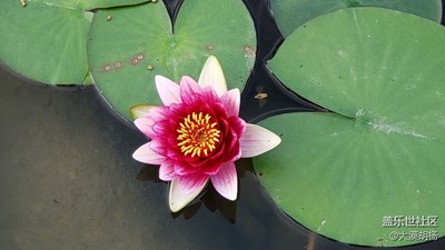 【上下班随想】+闲暇赏睡莲